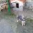 MORDI